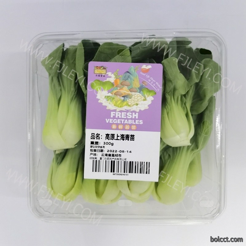 高原上海青苗
