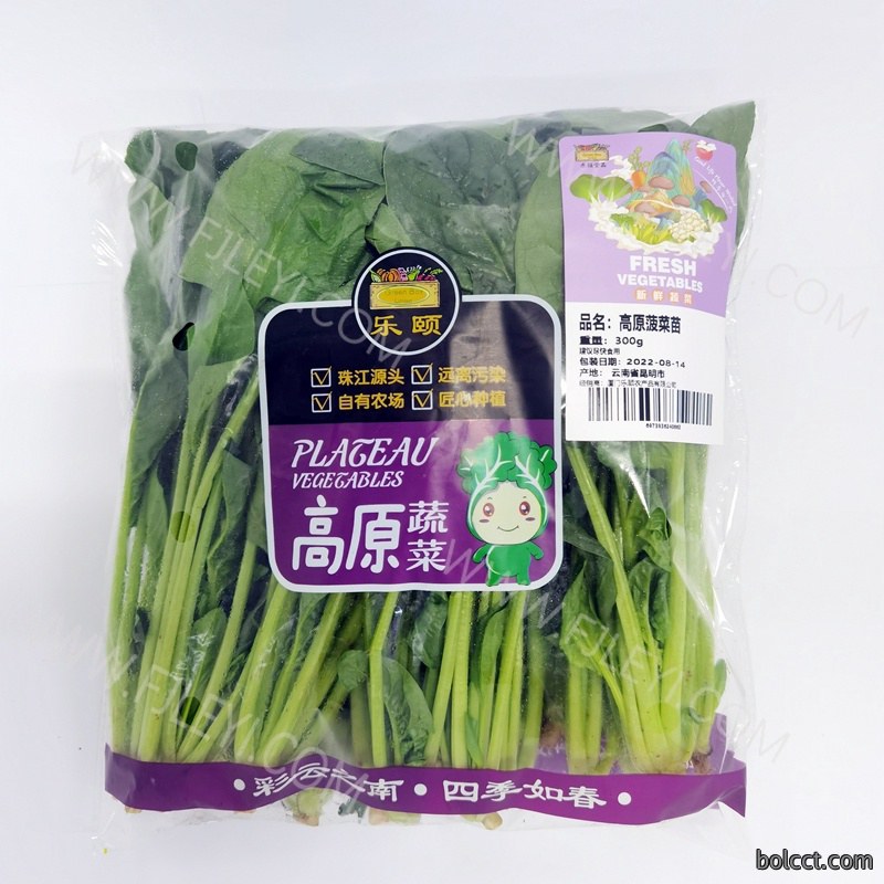 高原菠菜苗